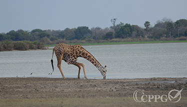 长颈鹿喝水1